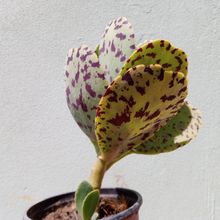 Una foto de Kalanchoe marmorata