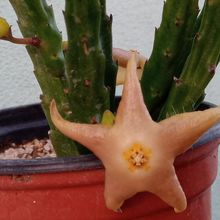 Una foto de Stapelia divaricata