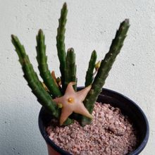 Una foto de Stapelia divaricata