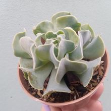 A photo of Echeveria Nichi (E. shaviana x E. runyonii Topsy Turvy) (HIBRIDO)