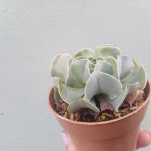 A photo of Echeveria Nichi (E. shaviana x E. runyonii Topsy Turvy) (HIBRIDO)