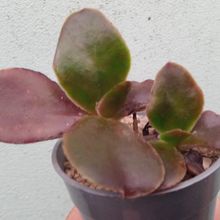 A photo of Echeveria fimbriata  