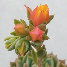 Una foto de Echeveria Ramillete (HIBRIDO)