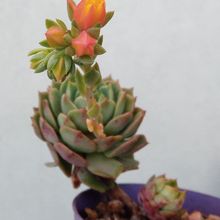 Una foto de Echeveria Ramillete (HIBRIDO)