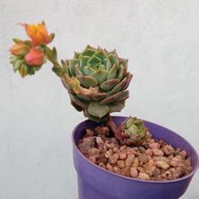 Una foto de Echeveria Ramillete (HIBRIDO)
