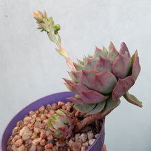 Una foto de Echeveria Ramillete (HIBRIDO)