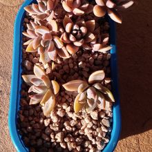 A photo of Graptoveria Waterlily
