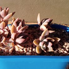 A photo of Graptoveria Waterlily