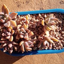 A photo of Graptoveria Waterlily