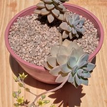 Una foto de Graptosedum Ghosty