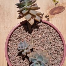 Una foto de Graptosedum Ghosty
