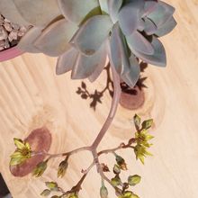 Una foto de Graptosedum Ghosty