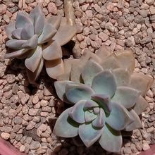 Una foto de Graptosedum Ghosty