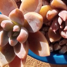 A photo of Graptoveria Waterlily