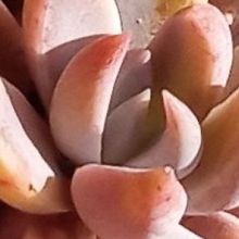 A photo of Graptoveria Waterlily