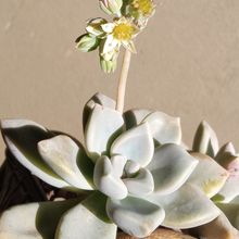 A photo of Graptopetalum Snow-White (HIBRIDO)