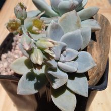 A photo of Graptopetalum Snow-White (HIBRIDO)