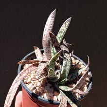 Una foto de Gasteria pulchra