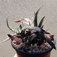 Una foto de Gasteria pulchra