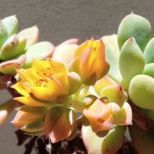A photo of Echeveria x graessneri