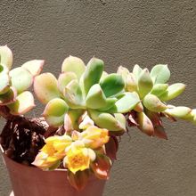 A photo of Echeveria x graessneri