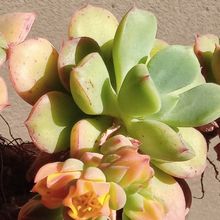 A photo of Echeveria x graessneri
