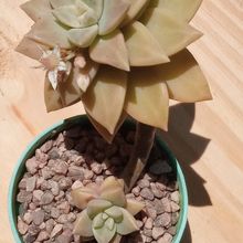 A photo of Sedum Pat s Pink (HIBRIDO)