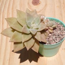 A photo of Sedum Pat s Pink (HIBRIDO)