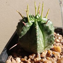 A photo of Euphorbia meloformis