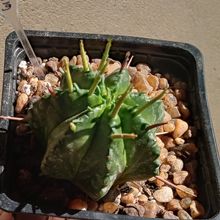 A photo of Euphorbia meloformis