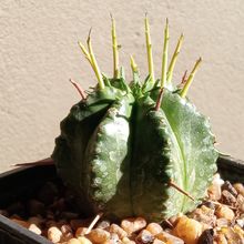 A photo of Euphorbia meloformis