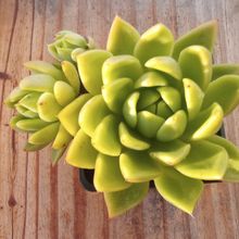 Una foto de Echeveria agavoides 