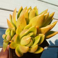 Una foto de Echeveria agavoides 