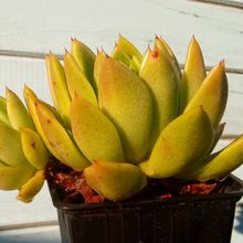 Una foto de Echeveria agavoides 