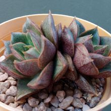 A photo of Echeveria Dionysos (E. purpusorum x E. spec.) (HIBRIDO)
