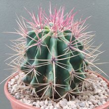 A photo of Ferocactus pilosus