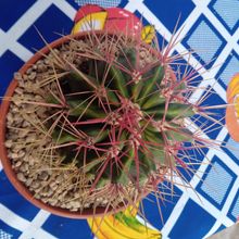 A photo of Ferocactus pilosus