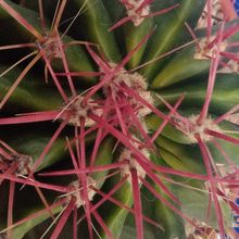 A photo of Ferocactus pilosus