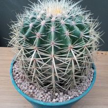 A photo of Echinocactus grusonii