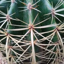 A photo of Echinocactus grusonii