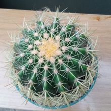 A photo of Echinocactus grusonii