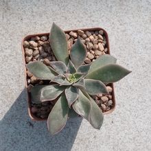A photo of Echeveria Madiba (HIBRIDO)
