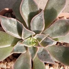 A photo of Echeveria Madiba (HIBRIDO)