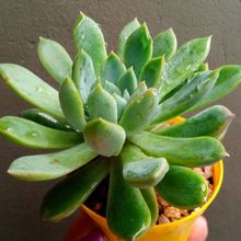 Una foto de Echeveria Reia Tanaka ( Echeveria pulidonis x E. secunda) (HIBRIDO)