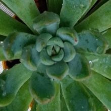 Una foto de Echeveria Reia Tanaka ( Echeveria pulidonis x E. secunda) (HIBRIDO)