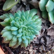 Una foto de Echeveria Ron Evans fma. crestada (E. amoena x setosa) (HIBRIDO)