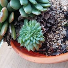 Una foto de Echeveria Ron Evans fma. crestada (E. amoena x setosa) (HIBRIDO)