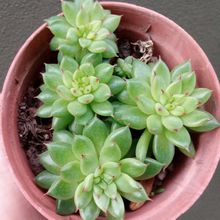 A photo of Echeveria agavoides 