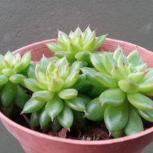 A photo of Echeveria agavoides 