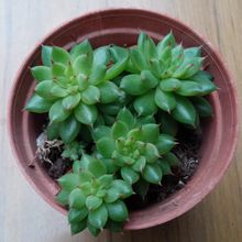 A photo of Echeveria agavoides 